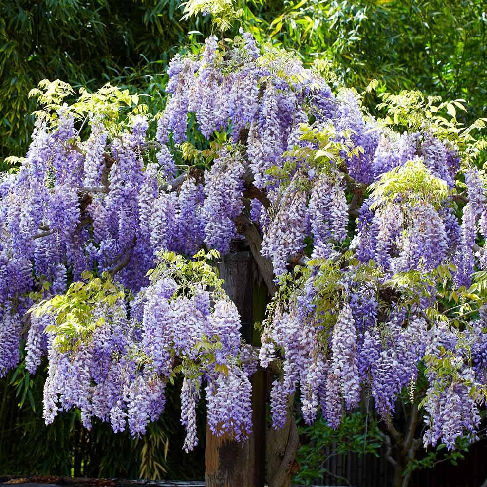 Blue Rain Wisteria Seeds, Cascading Flowering Garden Plants Perennial Frost Hardy, Easy to Grow