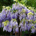 Blue Rain Wisteria Seeds, Cascading Flowering Garden Plants Perennial Frost Hardy, Easy to Grow