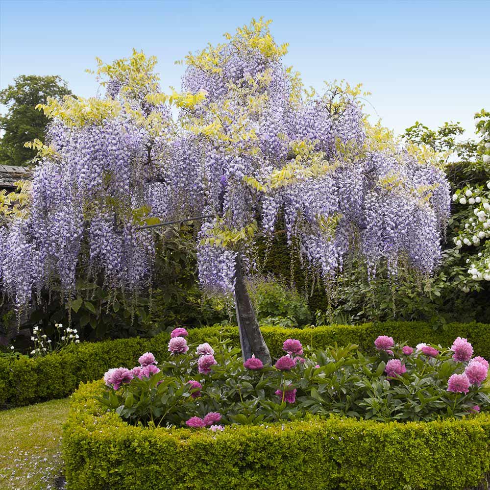 Blue Rain Wisteria Seeds, Cascading Flowering Garden Plants Perennial Frost Hardy, Easy to Grow