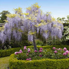 Blue Rain Wisteria Seeds, Cascading Flowering Garden Plants Perennial Frost Hardy, Easy to Grow