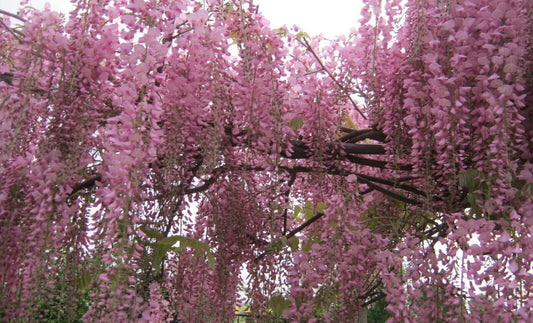 Pink Wisteria Bonsai Tree seeds, gifts DIY house plants birthday gardening frost hardy perennial
