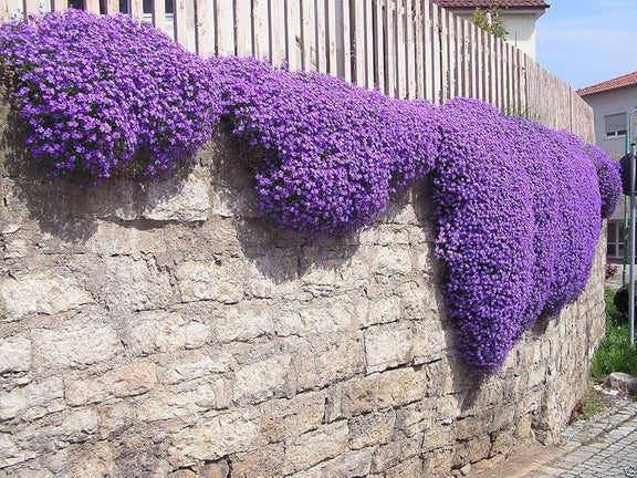 Cascading Aubrieta seeds, frost hardy perennial ground cover magic carpet best gift for him her mom dad teacher home decor DIY gardening