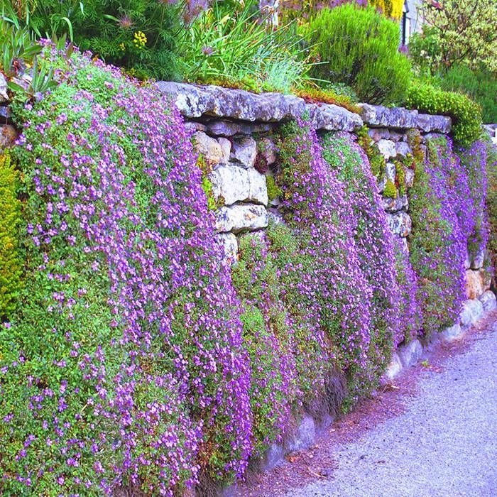planting aubrieta seeds Cascading Aubrieta Seeds – Helen's Greenhouse