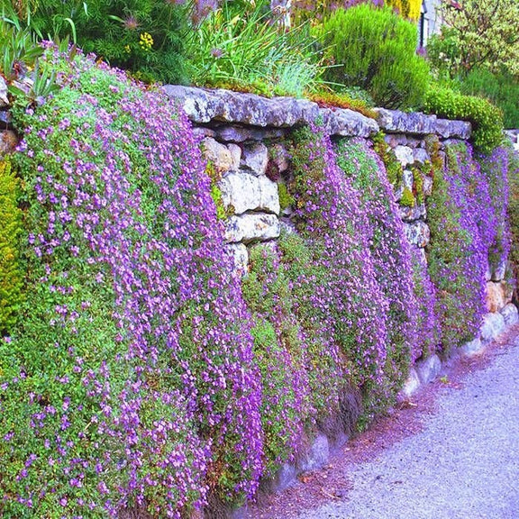 Cascading Aubrieta seeds, frost hardy perennial ground cover magic carpet best gift for him her mom dad teacher home decor DIY gardening