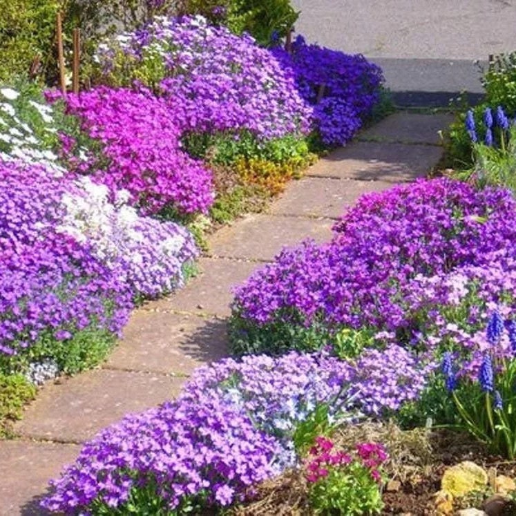 Cascading Aubrieta seeds, frost hardy perennial ground cover magic carpet best gift for him her mom dad teacher home decor DIY gardening