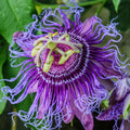 Purple Passion Flower seeds, best gift for him her mom dad teacher home decor DIY house plants birthday vining climbing plants gardening