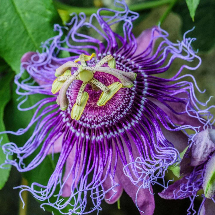 Purple Passion Flower seeds, best gift for him her mom dad teacher home decor DIY house plants birthday vining climbing plants gardening