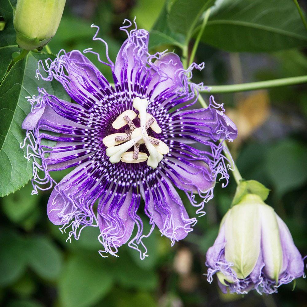 Purple Passion Flower seeds, best gift for him her mom dad teacher home decor DIY house plants birthday vining climbing plants gardening