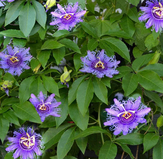 Purple Passion Flower seeds, best gift for him her mom dad teacher home decor DIY house plants birthday vining climbing plants gardening