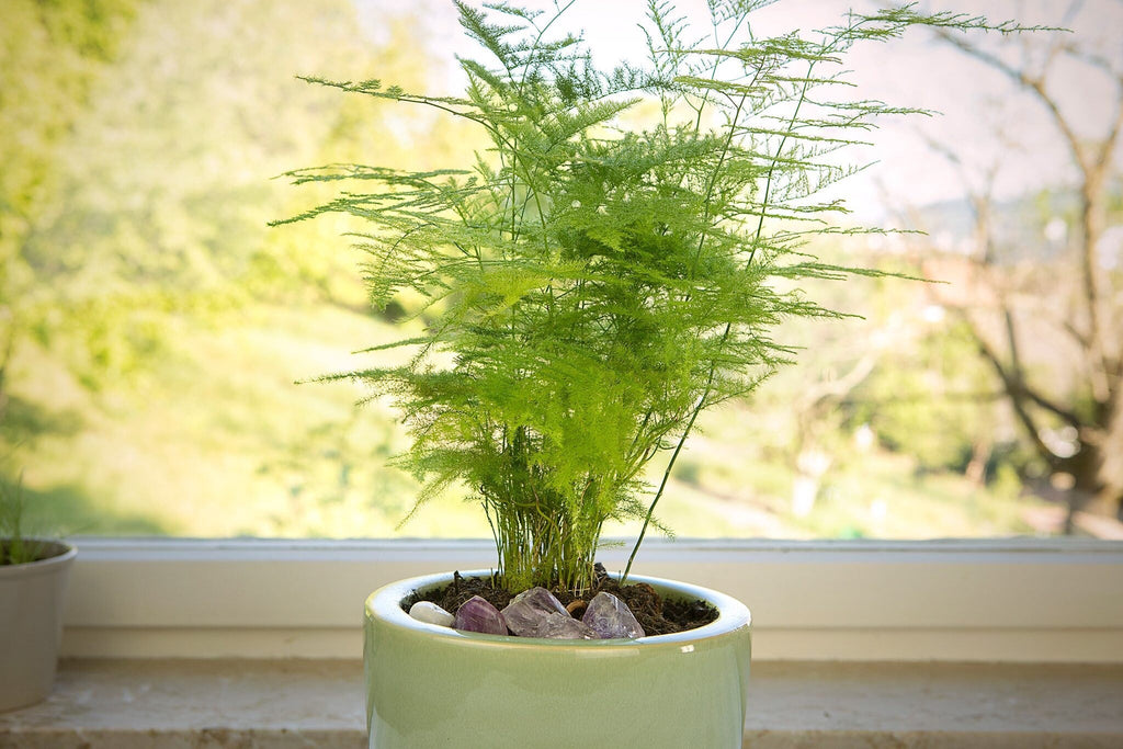 Evergreen Asparagus Fern seeds, best gift for him her mom dad teacher birthday DIY gardening, indoor house plants housewarming home decor
