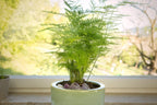 Evergreen Asparagus Fern seeds, best gift for him her mom dad teacher birthday DIY gardening, indoor house plants housewarming home decor