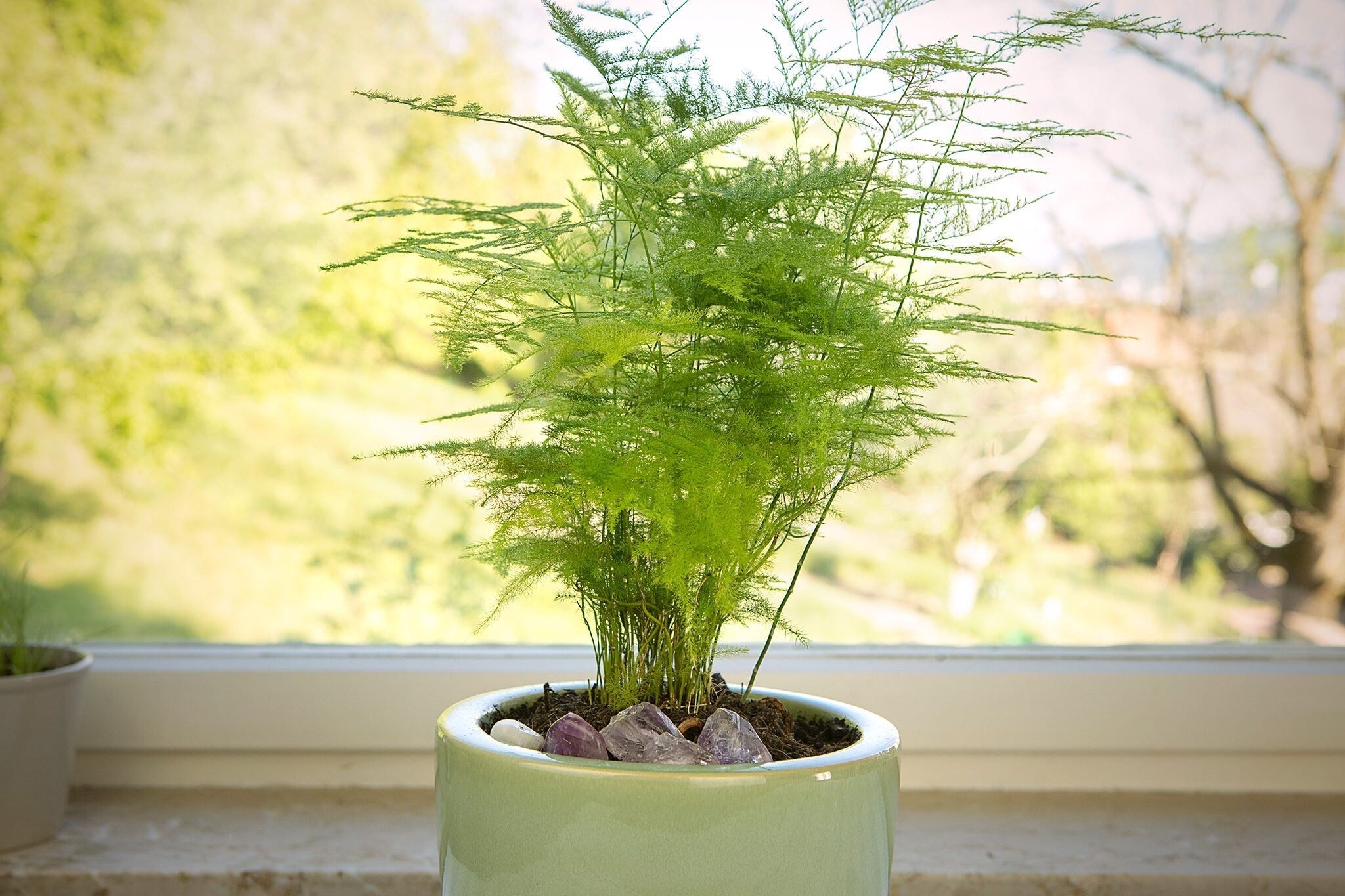 Evergreen Asparagus Fern seeds, best gift for him her mom dad teacher birthday DIY gardening, indoor house plants housewarming home decor