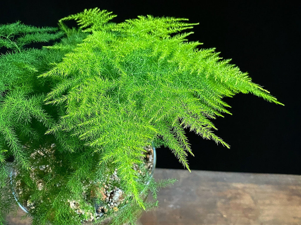 Evergreen Asparagus Fern seeds, best gift for him her mom dad teacher birthday DIY gardening, indoor house plants housewarming home decor