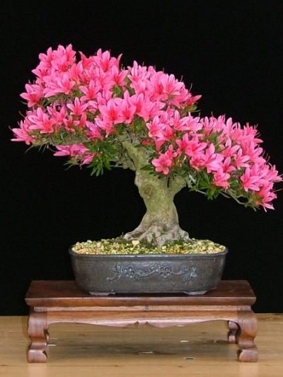Pink Azalea Bonsai Tree seeds, home decor gift for him her mom dad teacher organic gardening DIY birthday flowering house plants easy care