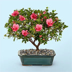Pink Azalea Bonsai Tree seeds, home decor gift for him her mom dad teacher organic gardening DIY birthday flowering house plants easy care