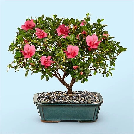Pink Azalea Bonsai Tree seeds, home decor gift for him her mom dad teacher organic gardening DIY birthday flowering house plants easy care