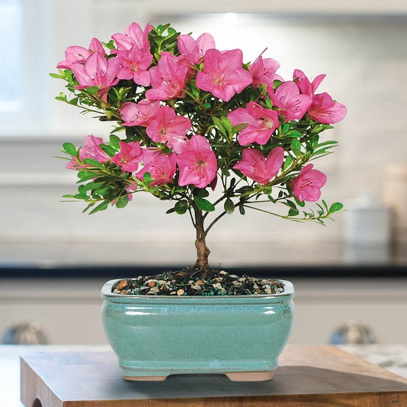 pink flowering bonsai tree