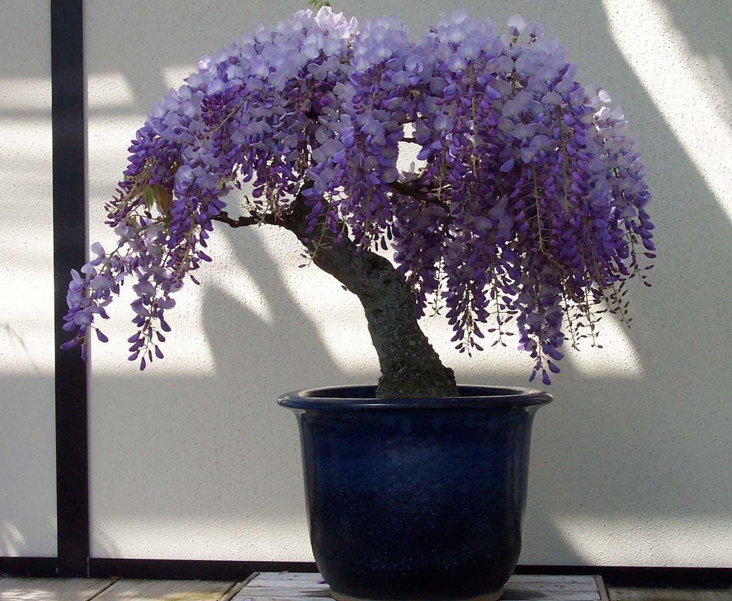 Purple Rain Bonsai tree seeds, gift for him her mom dad teacher DIY gardening perennial flowering wisteria organic easy care house plants