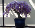 Purple Rain Bonsai tree seeds, gift for him her mom dad teacher DIY gardening perennial flowering wisteria organic easy care house plants