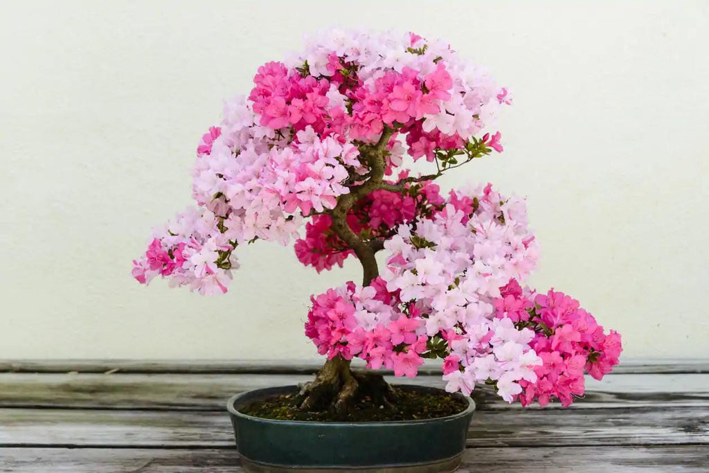 Pink Azalea Bonsai Tree seeds, home decor gift for him her mom dad teacher organic gardening DIY birthday flowering house plants easy care