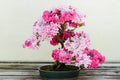 Pink Azalea Bonsai Tree seeds, home decor gift for him her mom dad teacher organic gardening DIY birthday flowering house plants easy care