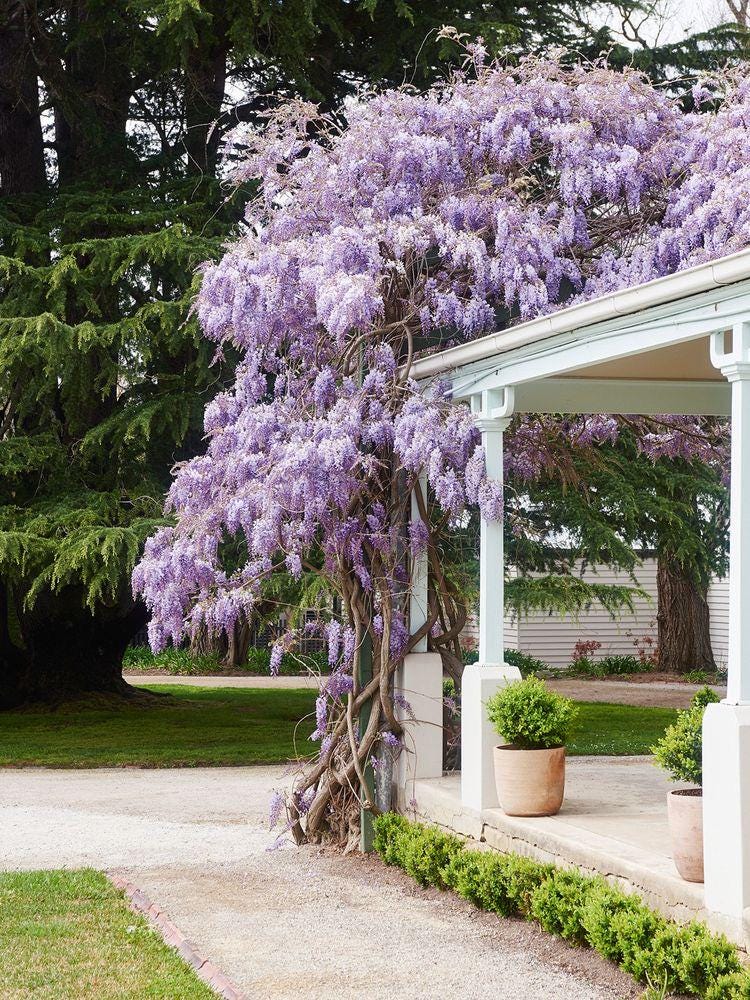 Blue Rain Wisteria Seeds, Cascading Flowering Garden Plants Perennial Frost Hardy, Easy to Grow