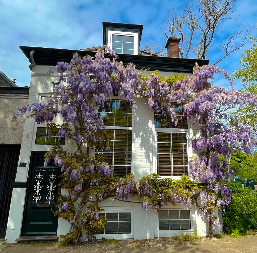Blue Rain Wisteria Seeds, Cascading Flowering Garden Plants Perennial Frost Hardy, Easy to Grow