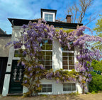 Blue Rain Wisteria Seeds, Cascading Flowering Garden Plants Perennial Frost Hardy, Easy to Grow