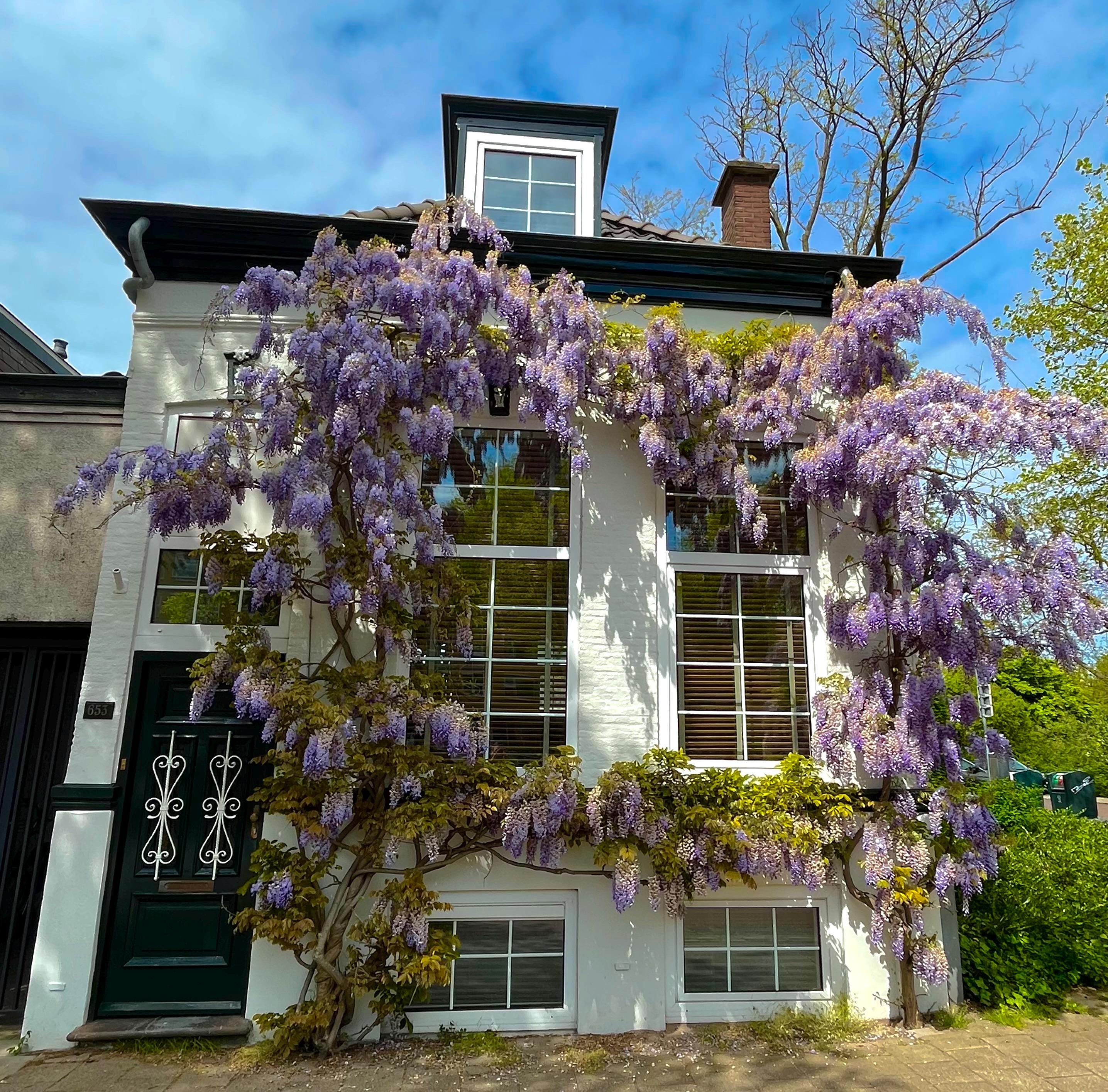 Blue Rain Wisteria Seeds, Cascading Flowering Garden Plants Perennial Frost Hardy, Easy to Grow