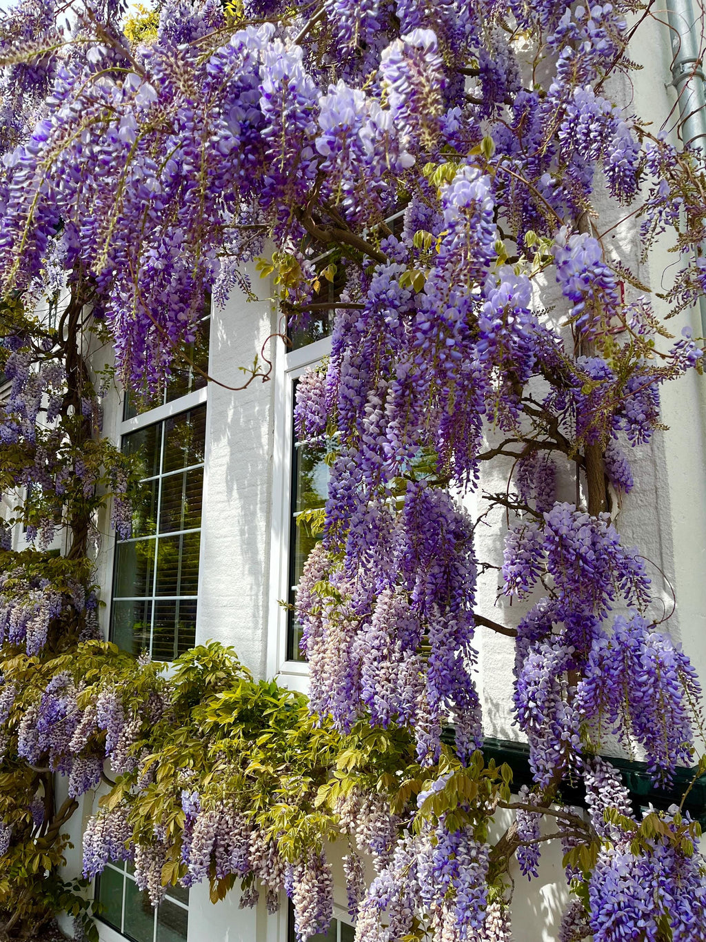 Blue Rain Wisteria Seeds, Cascading Flowering Garden Plants Perennial Frost Hardy, Easy to Grow