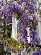 Blue Rain Wisteria Seeds, Cascading Flowering Garden Plants Perennial Frost Hardy, Easy to Grow