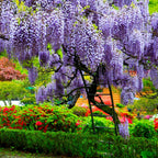 Blue Rain Wisteria Seeds, Cascading Flowering Garden Plants Perennial Frost Hardy, Easy to Grow
