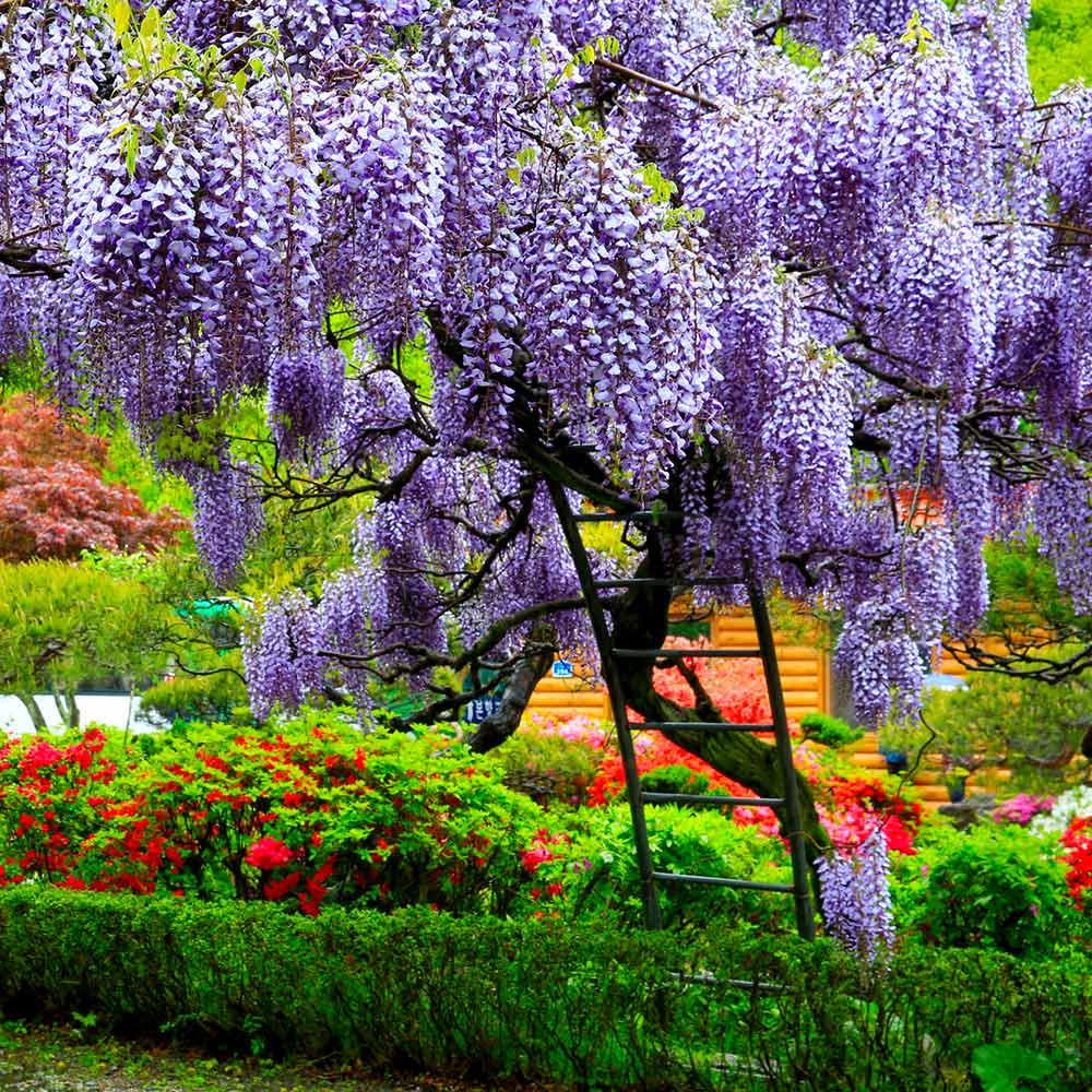 Blue Rain Wisteria Seeds, Cascading Flowering Garden Plants Perennial Frost Hardy, Easy to Grow