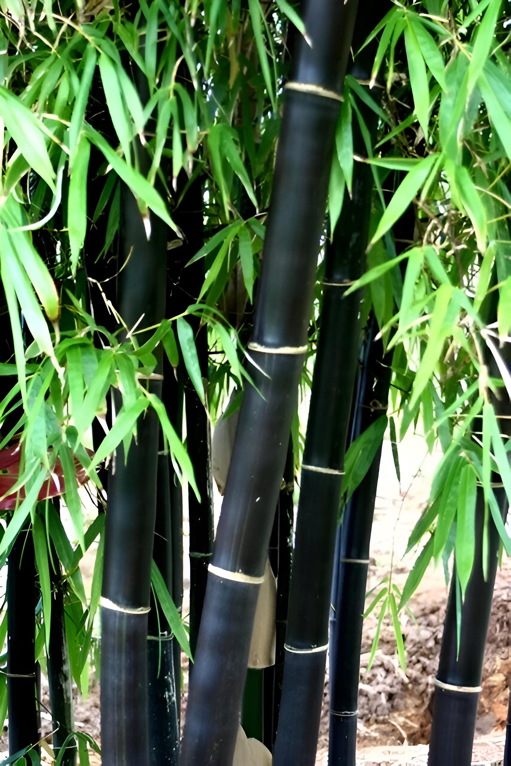 Black Bamboo Seeds: Home Decor Gardening, Phyllostachys Nigra