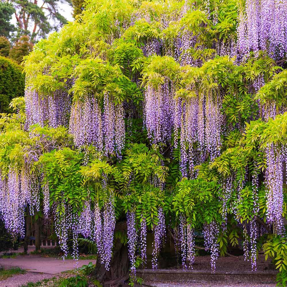 Blue Rain Wisteria Tree Seeds, Easy to Grow, Frost Hardy Perennial, with Simple Instructions