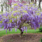 Blue Rain Wisteria Tree Seeds, Easy to Grow, Frost Hardy Perennial, with Simple Instructions