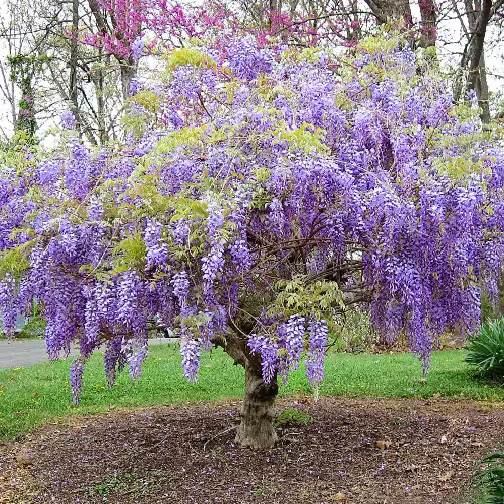 Blue Rain Wisteria Tree Seeds, Easy to Grow, Frost Hardy Perennial, with Simple Instructions