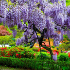 Blue Rain Wisteria Tree Seeds, Easy to Grow, Frost Hardy Perennial, with Simple Instructions