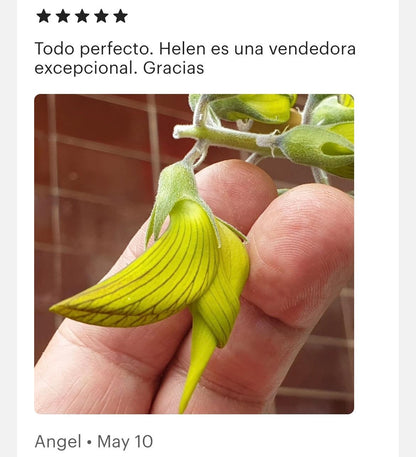 Bird flower seeds, Flowers like Hummingbirds, gift for him her mom dad home decor flowering house plants DIY gardening perennial, non-toxic