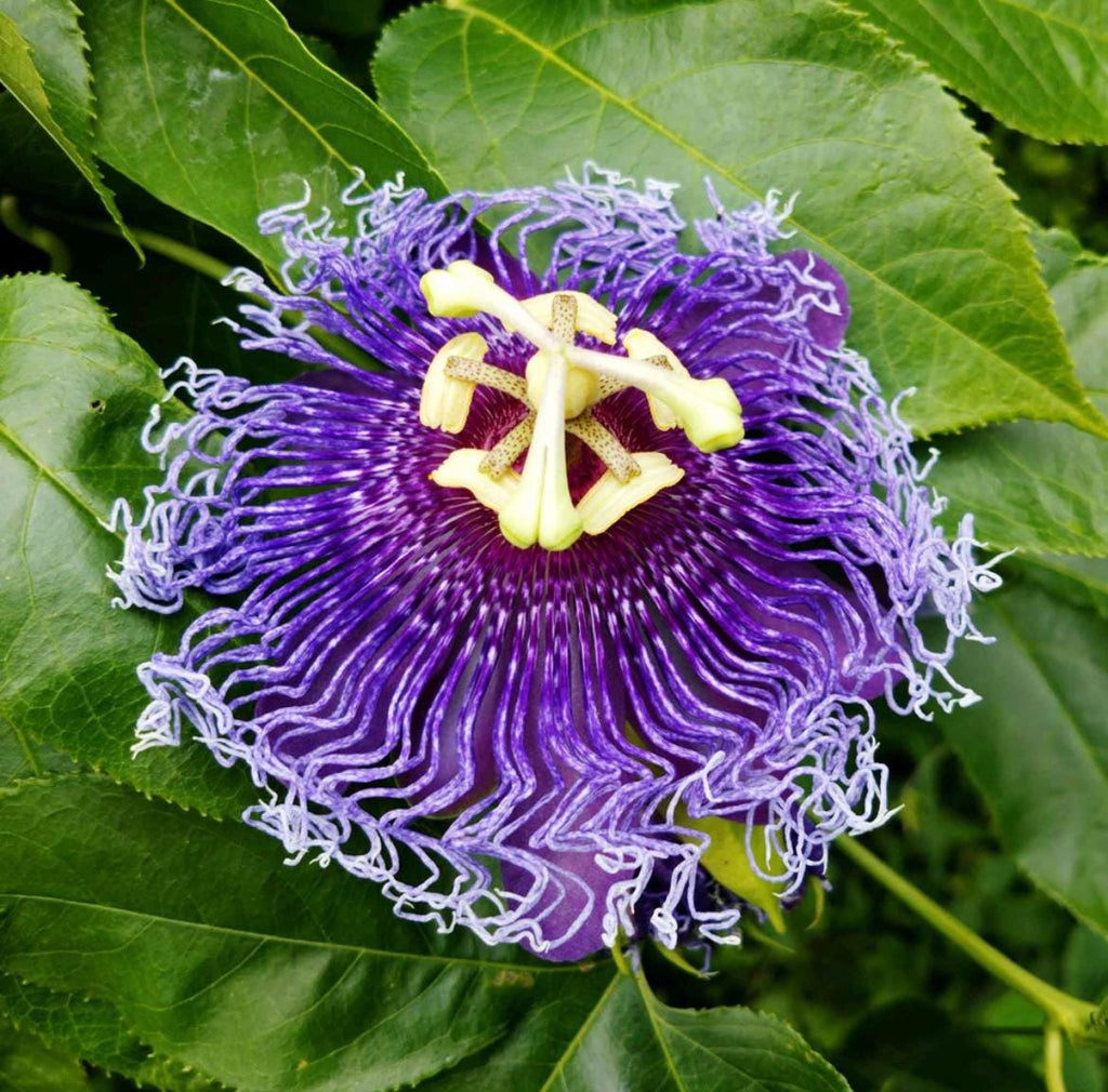 Purple Passion Flower seeds, best gift for him her mom dad teacher home decor DIY house plants birthday vining climbing plants gardening