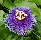 Purple Passion Flower seeds, best gift for him her mom dad teacher home decor DIY house plants birthday vining climbing plants gardening