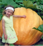 XXL Pumpkin seeds, Atlantic Giant best gift for him her mom dad teacher, home decor DIY organic gardening grow in all zones, kids love these