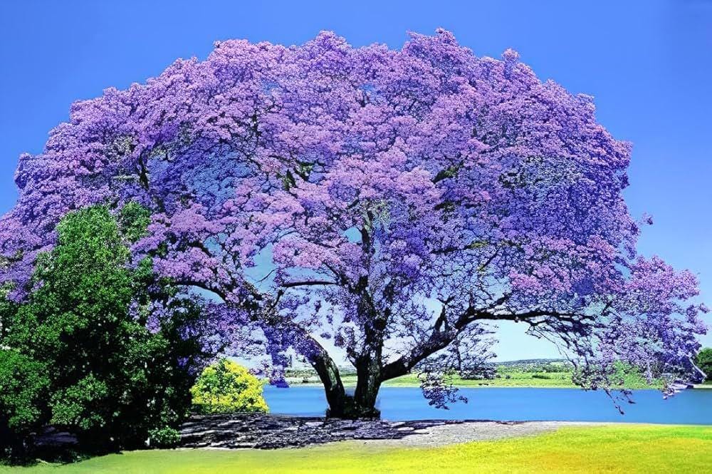 Purple Blue Paulownia Tree Seeds: Frost Hardy Perennial, Easy to Grow in all zones