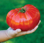XXL Brutus Tomato Seeds: Grow Giant 1 Kilo / 2lb Tomatoes, Homegrown Fruit Vegetables Gardening
