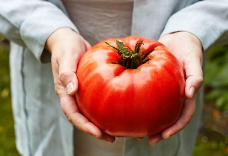 XXL Brutus Tomato Seeds: Grow Giant 1 Kilo / 2lb Tomatoes, Homegrown Fruit Vegetables Gardening