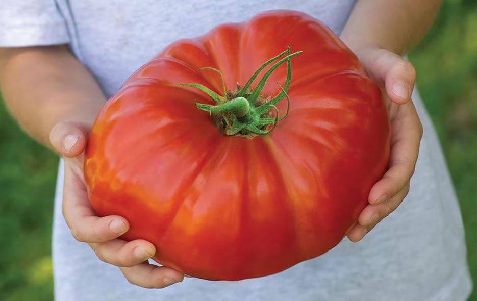 XXL Brutus Tomato Seeds: Grow Giant 1 Kilo / 2lb Tomatoes, Homegrown Fruit Vegetables Gardening