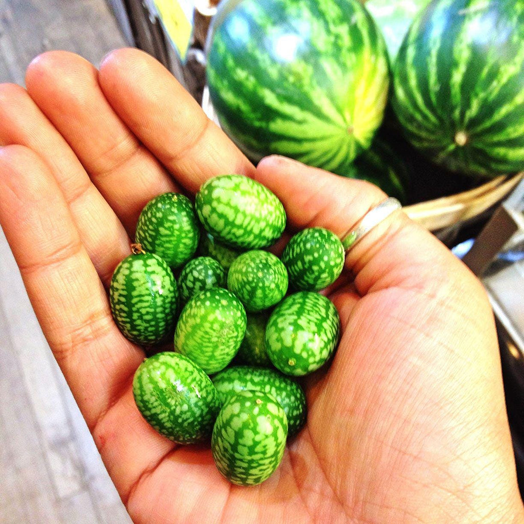Mini Watermelon Seeds: Mouse Melon, DIY Fruit & Vegetables, Fun and Easy to Grow