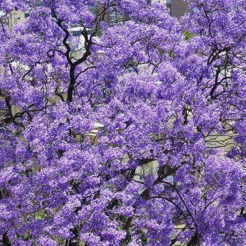 purple Paulownia
