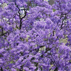 purple Paulownia