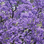 purple Paulownia